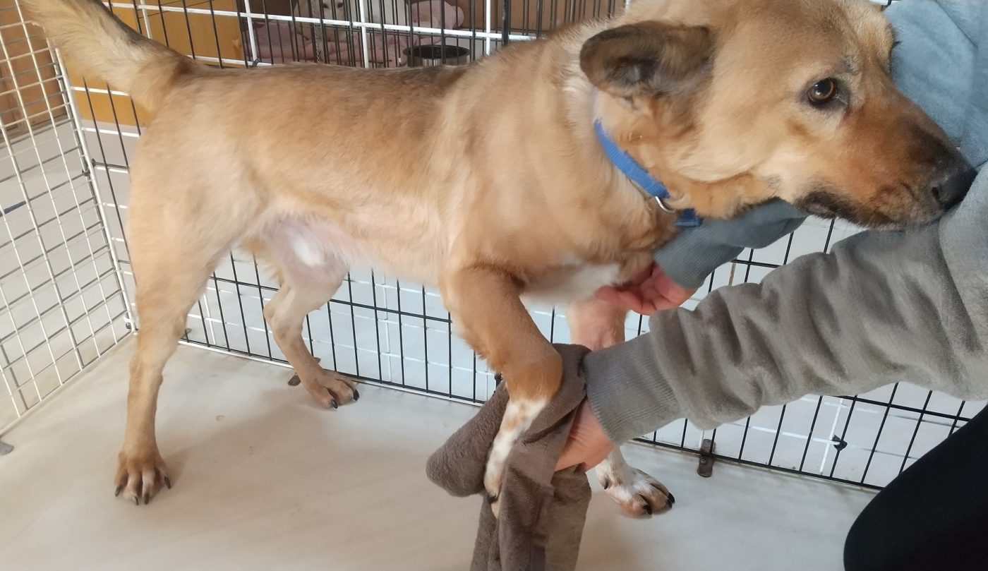 NPO法人犬猫愛護会わんぱーく様へタオルを寄付しました